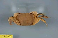 藏品(隆背張口蟹)的圖片